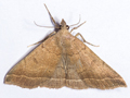 Plumed Fan-foot